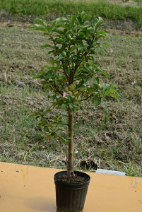 クラブアップルりんご 苗木黄金丸 接ぎ木3年生 しっかりとした苗