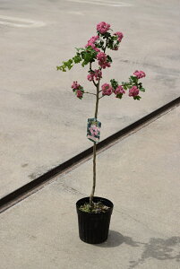 植木 盆栽 さんざし Diy 工具の通販 価格比較 価格 Com