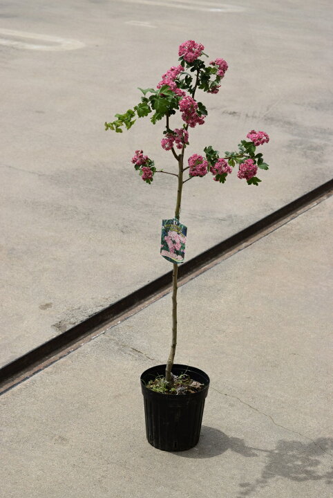 楽天市場 八重紅サンザシ苗アカバナヤエサンザシシ苗 赤花山査子苗木 園芸百貨店何でも揃うこぼんさい