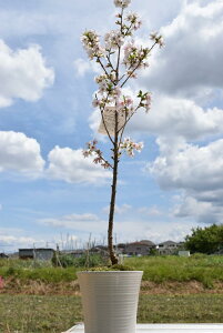 桜 鉢植え 盆栽 植木の通販 価格比較 価格 Com