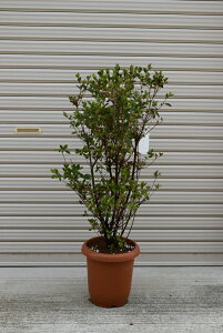 ツツジ 鉢植えの人気商品 通販 価格比較 価格 Com