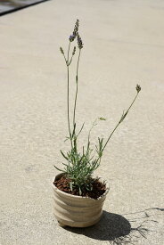 ラベンダー鉢植え7月のお届けは剪定している状態ですラベンダーの中でも耐暑性もあるので初心者でも育てやすい品種です