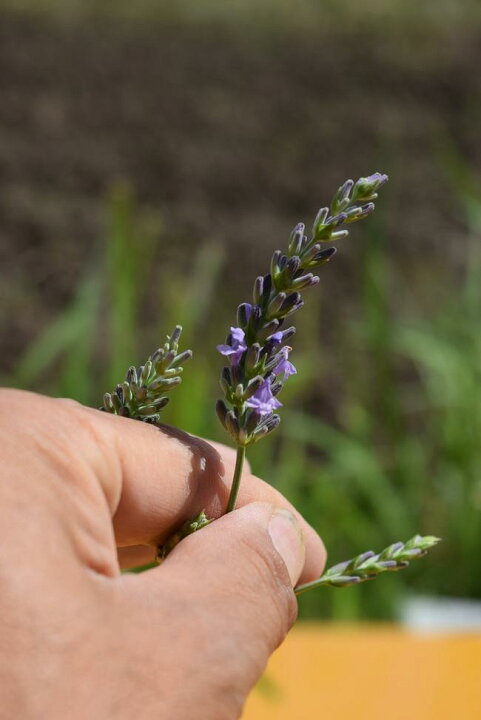 楽天市場 ラベンダー鉢植え7月のお届けは剪定している状態ですラベンダーの中でも耐暑性もあるので初心者でも育てやすい品種です 園芸百貨店何でも揃うこぼんさい