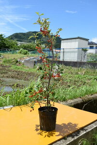 Ŏn߂邮݉ʎc2025Nڂ3NтO~c@rbNO~c剤