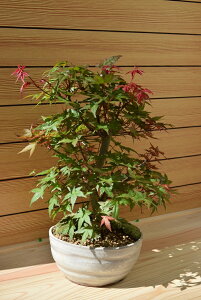 もみじ 出猩々 盆栽 植木の通販 価格比較 価格 Com