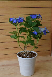 2025N5ɊJԃAWTC u[XJC@yAWTCAz7ȍ~̂͂́AJԂIĂȀԂł̂͂ɂȂ܂