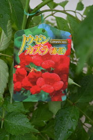 楽天市場 ノウゼンカズラ 苗の通販