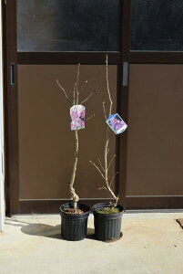 種 ライラック 苗の通販 価格比較 価格 Com