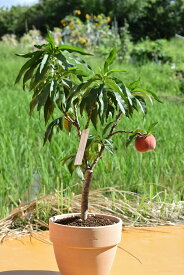 2023年お誕生日プレゼントに育てる桃鉢植え桃の鉢植え食べれるモモ【鉢植え】今季実がない状態でのお届けになります　ボナンザピーチ 西洋桃　無農薬で育てている鉢植え桃