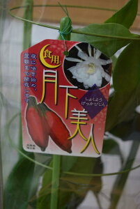 珍しい 花 苗の人気商品 通販 価格比較 価格 Com