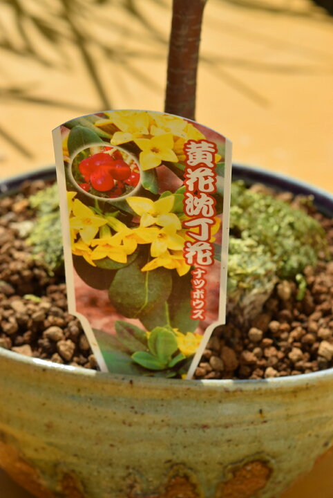 本物保証 沈丁花鉢植え 紅花沈丁花