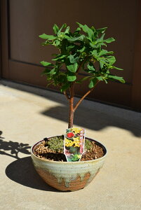 沈丁花 苗の人気商品 通販 価格比較 価格 Com