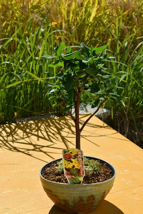 沈丁花鉢植え 紅花沈丁花 販売