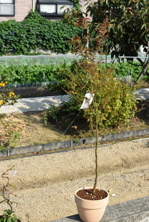 楽天市場 ヒメシャラ鉢植え22年開花予定姫沙羅鉢植え 鉢花 園芸百貨店何でも揃うこぼんさい