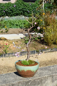 桜 盆栽 冬の人気商品 通販 価格比較 価格 Com