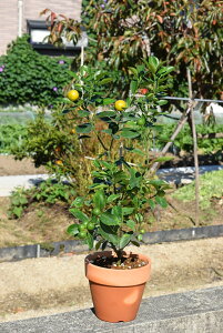 ȃ蕨Ɂ@Hׂ݂2024NA~J픫@݂񔫐A1`2tł͂