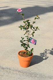 さざんか　さざんか鉢植え　丁字車さざんか　サザンカ鉢植え11月開花