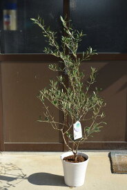 楽天市場 受粉 花粉 オリーブの通販
