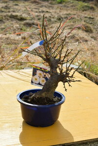 2024年3月頃開花梅苗 プラ鉢入り 高さ20センチ前後 玉牡丹梅苗ミニ梅の香りと花の贈り物