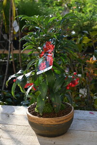 v[g2025NNԑN̗ǂA~͑yDAzԉN̗ǂؖ~