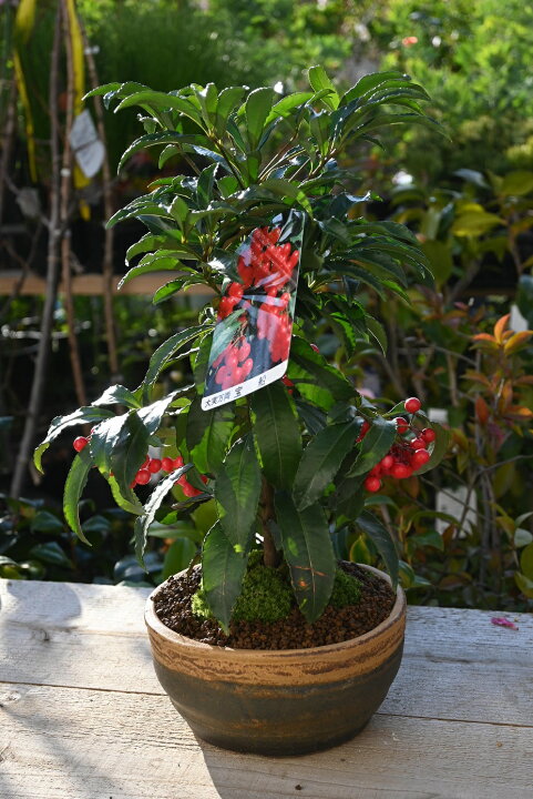 楽天市場 大実万両21年12月たくさん実がついています縁起の良い鉢植え盆栽21年12月 1月頃まで実付き大実万両 宝船万両鉢植え 鉢花縁起の 良い木万両盆栽 園芸百貨店何でも揃うこぼんさい