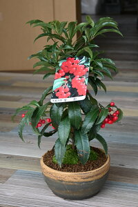 12`N1܂ŎĂ܂2025N͉N̗ǂA~͑yDAzԉN̗ǂؖ~