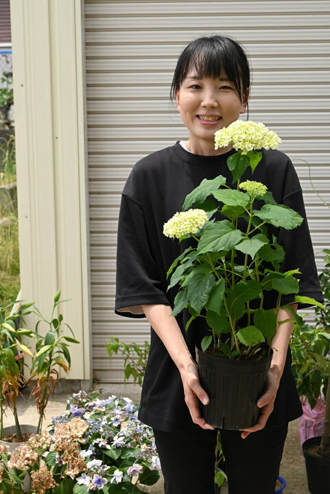 楽天市場 プレゼントにアナベルは遅咲き開花は6月プレゼントにおすす22年6月開花の遅咲アジサイアジサイ鉢植えアジサイアナベル鉢植えアナベル紫陽花 園芸百貨店何でも揃うこぼんさい 楽天市場 プレゼントにアナベルは遅咲き開花は6月プレゼントにおすす22年6月開花の遅咲アジサイアジサイ鉢植えアジサイアナベル鉢植えアナベル紫陽花 園芸百貨店何でも揃うこぼんさい