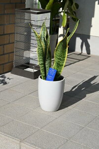 ���蕨�Ɋϗt�A���l�C�̂��锫�A���ł��T���X�x���A�@���[�����`�i�g���m�I�j�@��C���̌��ʂ�����Ƃ���Ă��܂�