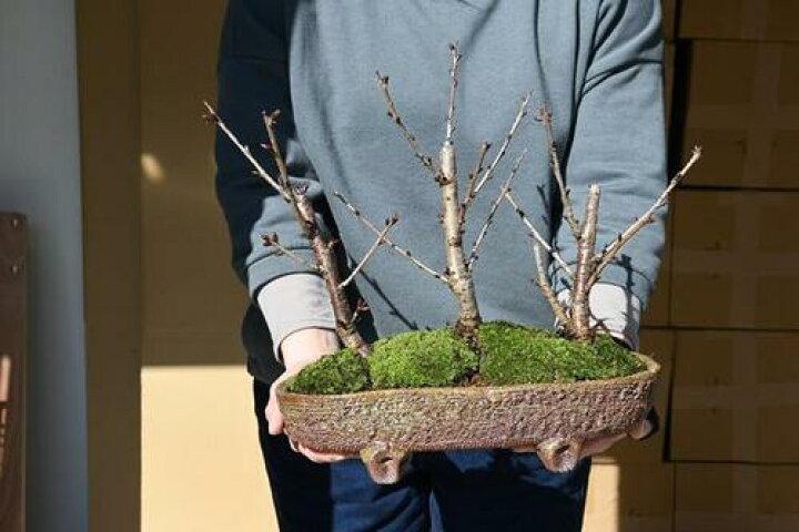 楽天市場 ３種森サクラ盆栽 桜の方舟桜盆栽豪華桜3種桜寄せ植え桜盆栽 送料無料 御殿場桜 南殿桜 旭山桜 23年花芽付の桜盆栽となります 送料無料海外でも Bonsai ボンサイと言います 園芸百貨店何でも揃うこぼんさい
