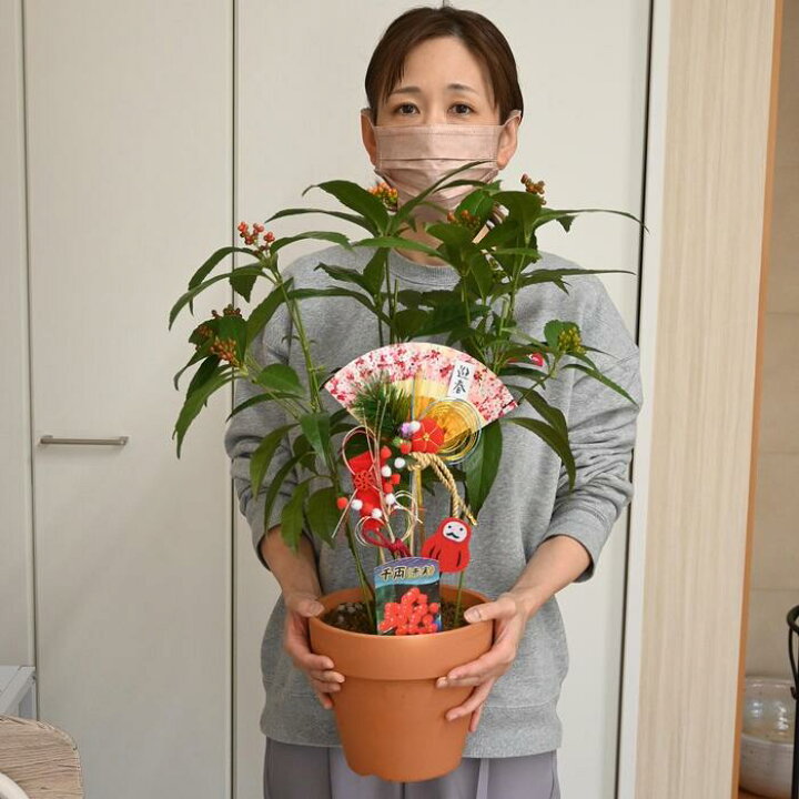楽天市場 お正月飾り23年千両鉢植え実付きでお届け縁起がいい木千両素焼き鉢 千両の鉢植え 12月から翌年1月のお届け実付き付高さ鉢底から約50センチ前後 園芸百貨店何でも揃うこぼんさい