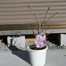 珍しい桜サクラ苗 　手弱女桜苗京都　平野神社由来の桜なんです。2023年花芽付の桜となります。