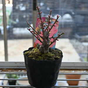 g~~ y~͌z~c~~́@2026NԉL2J