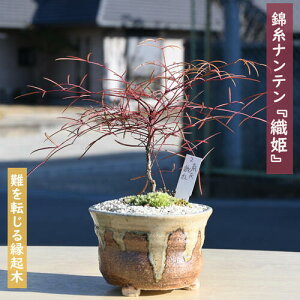 難を転ずる縁起木 錦糸南天 おりひめ 織姫 盆栽 鉢植え ナンテン かわいい盆栽琴糸南天 きんしナンテン ミニ盆栽 縁起が良い 盆栽 南天ミニ盆栽古典園芸植物 古典植物