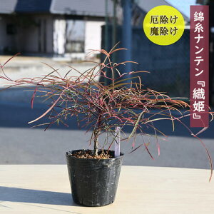 ]鉏N؁@юV Ђ DP c ie 킢|bgcՎV@񂵃ie@Nǂ؁@NÓT|A ÓTA