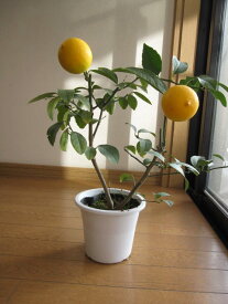 母の日プレゼント2024年実のなるレモン　プラ鉢入りレモンの木で　　天然レモンパックで　美肌になるかも　　　プレゼントに最適　レモンの木