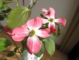 楽天市場 ハナミズキ ピンク 植木 ガーデニング 農業 花 ガーデン Diyの通販