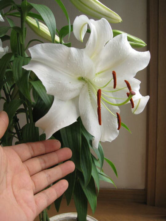 楽天市場 父の日ギフトお誕生日プレゼントに21年大輪の花母の日ギフトカサブランカ21年5月末 6月頃開花の百合ギフトです 大輪の花 カサブランカ ユリ 鉢花 贈り物にカサブランカ蕾の状態です 園芸百貨店何でも揃うこぼんさい