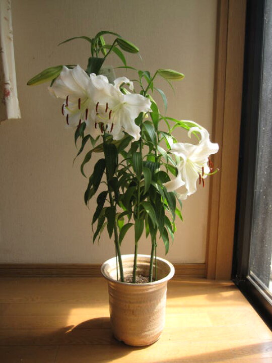 楽天市場 21年母の日ギフトカサブランカ鉢花贈り物カサブランカ鉢植え 鉢植の 贈り物 お届けの際カサブランカは蕾の状態です三本仕立て5月母の日お届けは 蕾の状態です 園芸百貨店何でも揃うこぼんさい