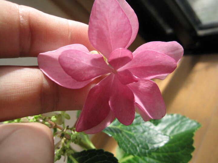 楽天市場 ダンスパーティー 紫陽花 信楽鉢入り 今季開花終了の 剪定後の 状態での お届けとなります 園芸百貨店何でも揃うこぼんさい