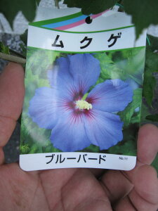 ムクゲ苗木 ブルーバード2022年開花苗　ブルー色に咲くムクゲです。