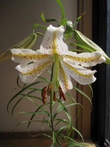 2026N5蔭B̂͂ƂȂ܂BS̉l@RyMtgz@R@My@