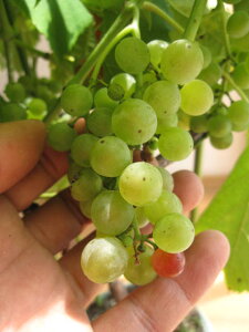 A 2025Ń@蕨ɕԂǂHׂ܂B