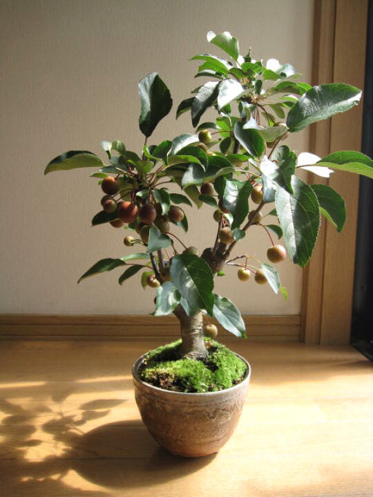 楽天市場 21年実物盆栽紅深山カイドウ 実物盆栽 みもの盆栽 小さい赤いリンゴ実付きです 園芸百貨店何でも揃うこぼんさい