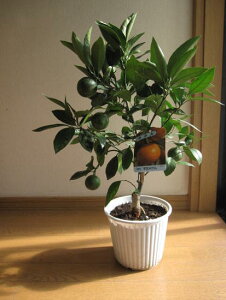 2025Nv[gɈĂy5`7ԂJԌ̂Ȃ݂𑡂蕨Ɂ@݂ȃ蕨Ɂ@Hׂ݂񂨂ߕc2025NJԌ݂Ȃ݂v薨