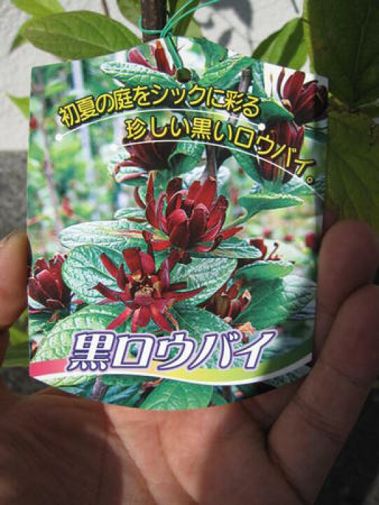 楽天市場 黒ロウバイ苗黒花蝋梅 22年開花予定の苗です 園芸百貨店何でも揃うこぼんさい