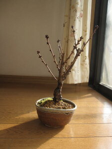 yڂ񂳂zx_łrOłt̎lɂԌ悤@a d炫́@sN̉Ԃ́@aȂ݂ɊCOł@BONSAI {TCƌ܂B@@@@a