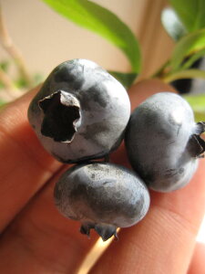 �u���[�x���[�c�@����u���[�x���[�`�����h���[