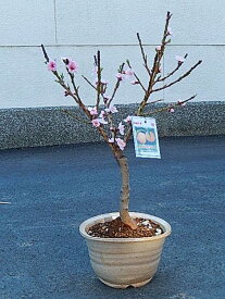 楽天市場 桃 盆栽 ガーデニング 農業 花 ガーデン Diy の通販