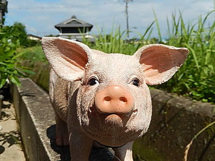 楽天市場】【ブタの置物】家族の豚吉トン吉 置き物ですが 超かわいい 