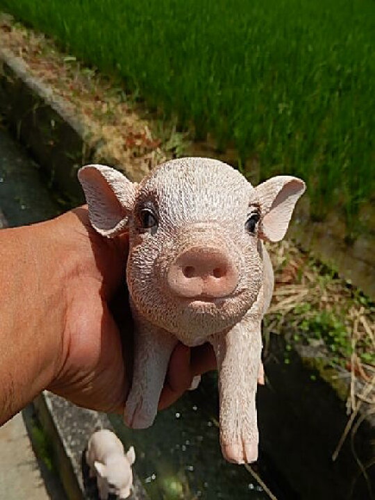 楽天市場】【ブタの置物】子 豚吉子トン吉 置き物ですが 超かわいい 